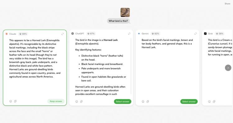 TopFrog featured image